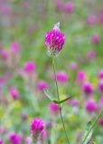 Trifolium purpureum. Верхушка побега с соцветием. Израиль, лес Бен-Шемен. 20.04.2019.