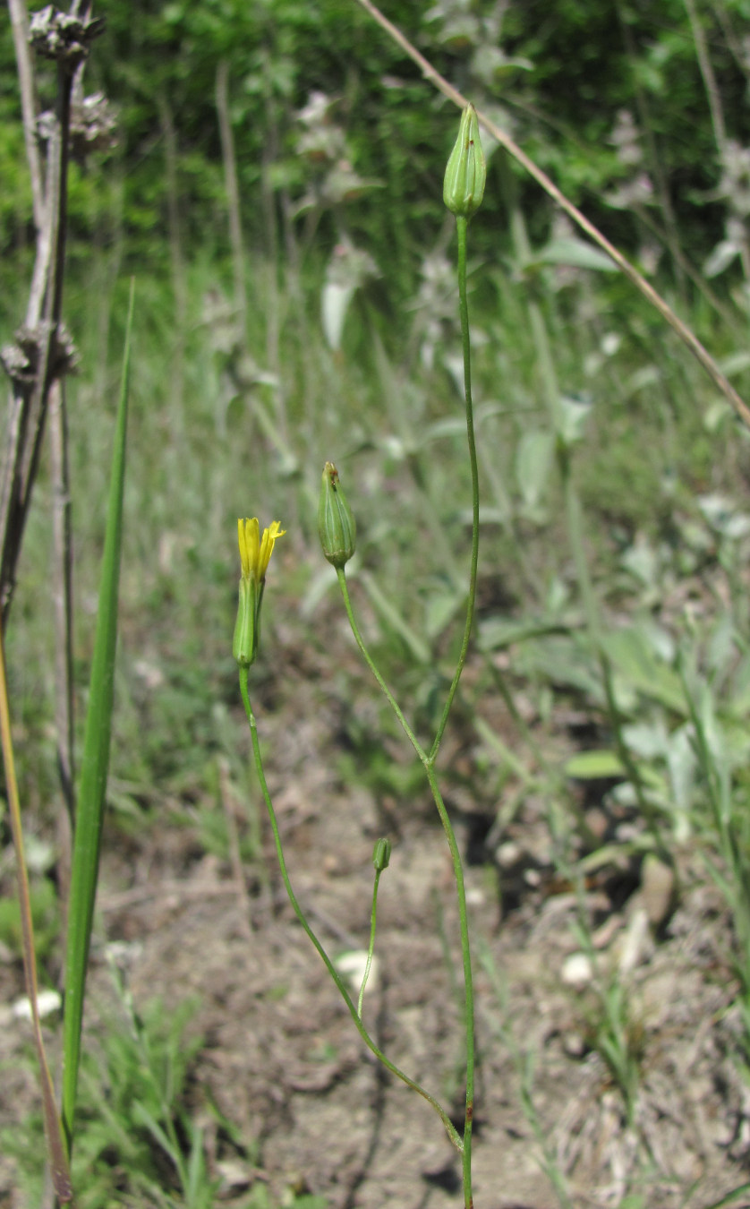 Image of Crepis pulchra specimen.