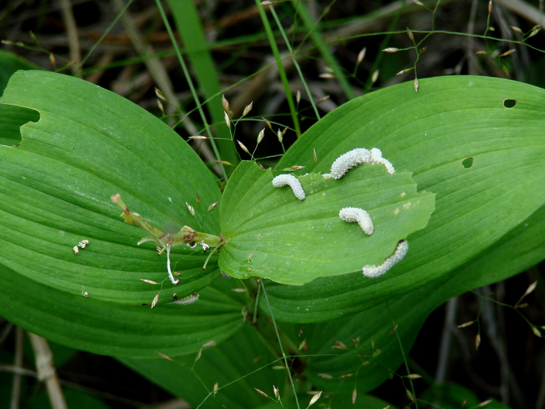 Image of Veratrum lobelianum specimen.