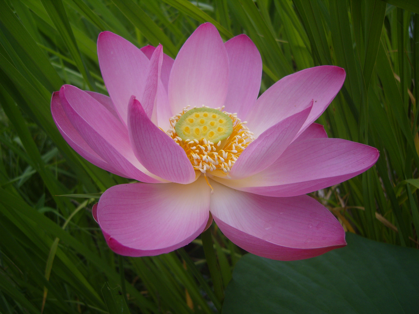 Image of Nelumbo komarovii specimen.