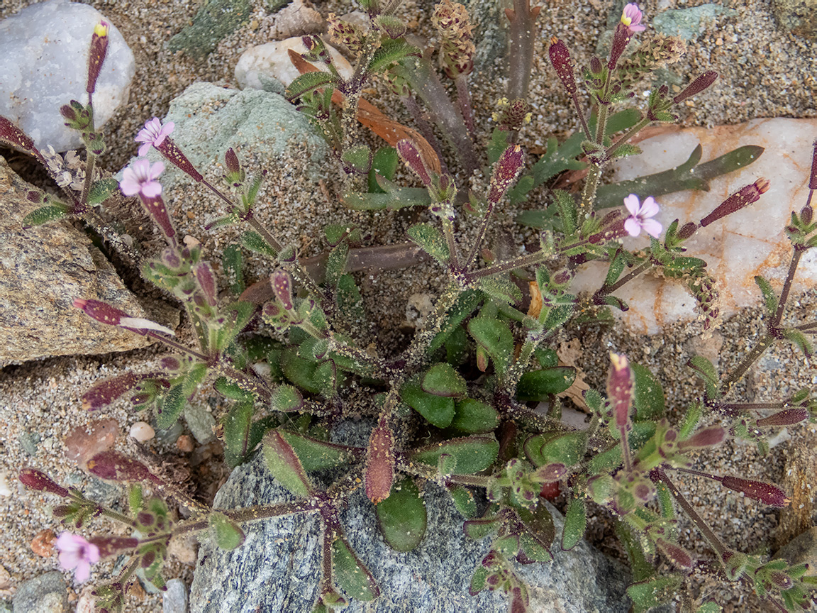 Изображение особи Silene pentelica.