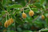 Fagus orientalis