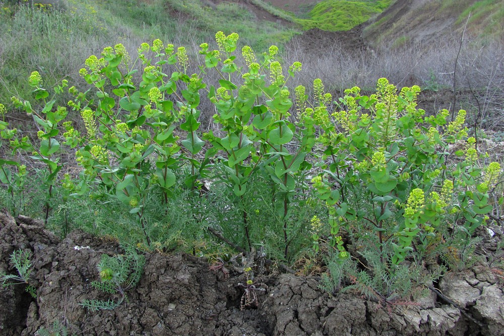 Image of Lepidium perfoliatum specimen.