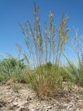 Festuca valesiaca. Колосящееся растение. Южный Казахстан, Сырдарьинский Каратау, горы Улькунбурултау, мелкозёмное плато со степной растительностью, ≈ 950 м н.у.м. 16 мая 2021 г.