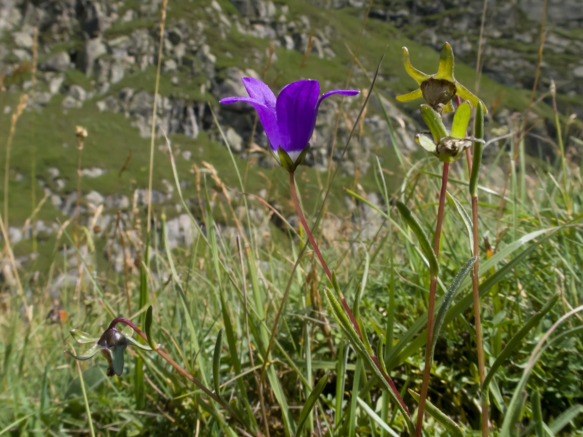 Изображение особи Campanula besenginica.