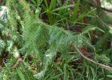 Cunninghamia konishii