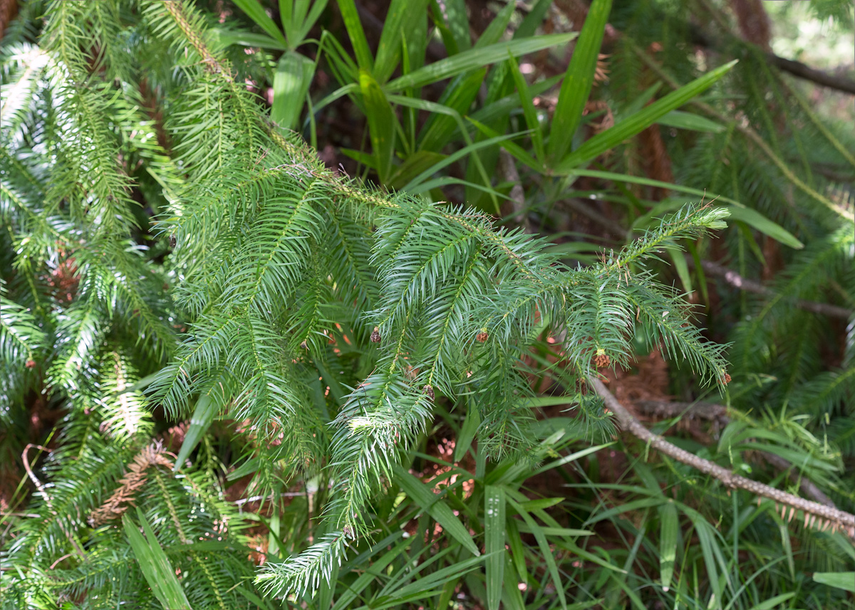 Image of Cunninghamia konishii specimen.