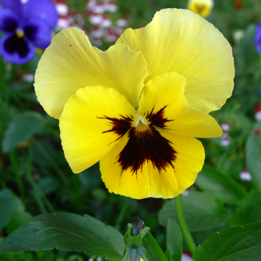 Image of Viola wittrockiana specimen.