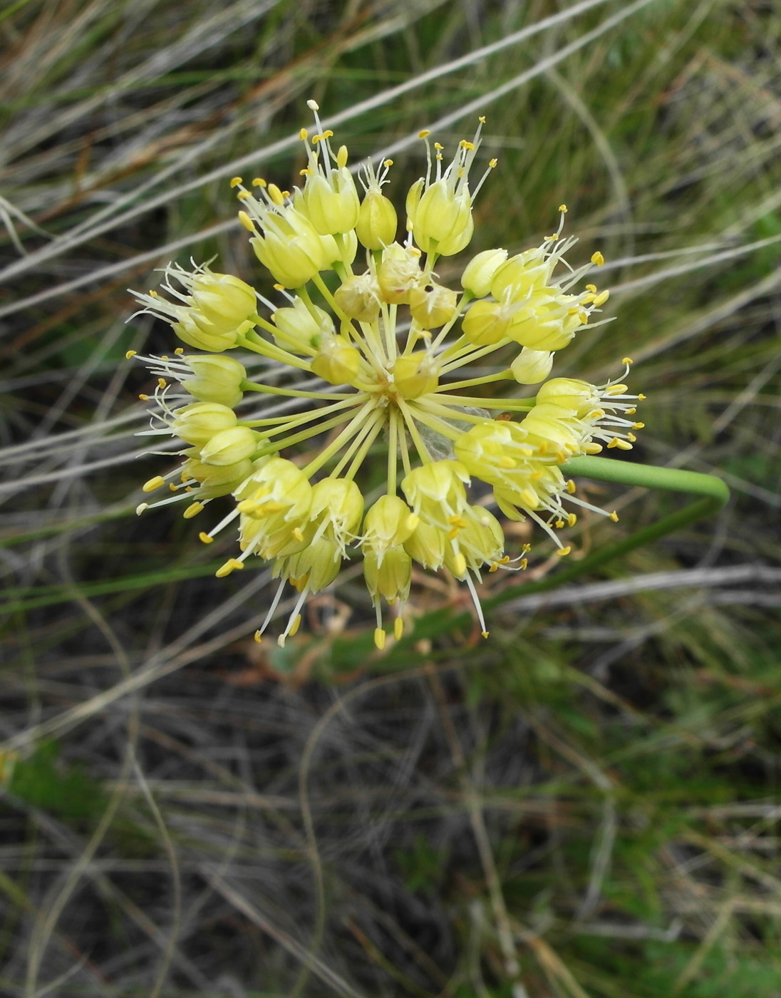 Image of Allium obliquum specimen.