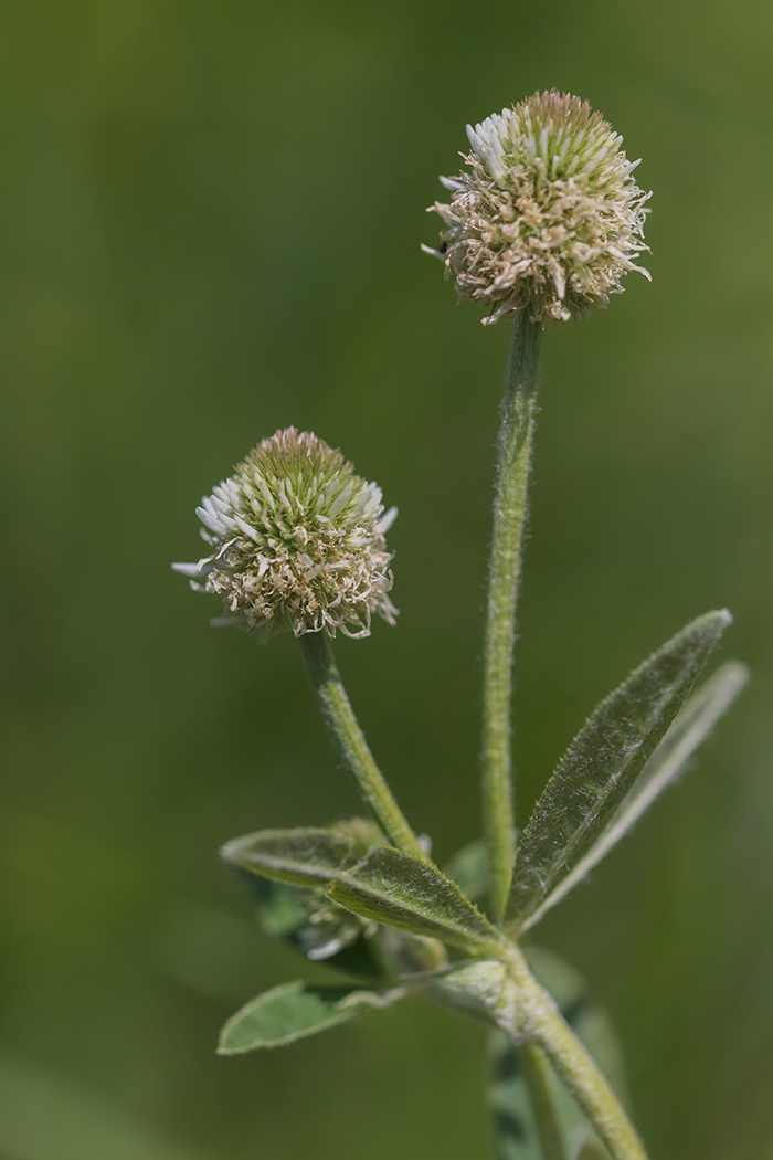 Изображение особи Trifolium montanum.