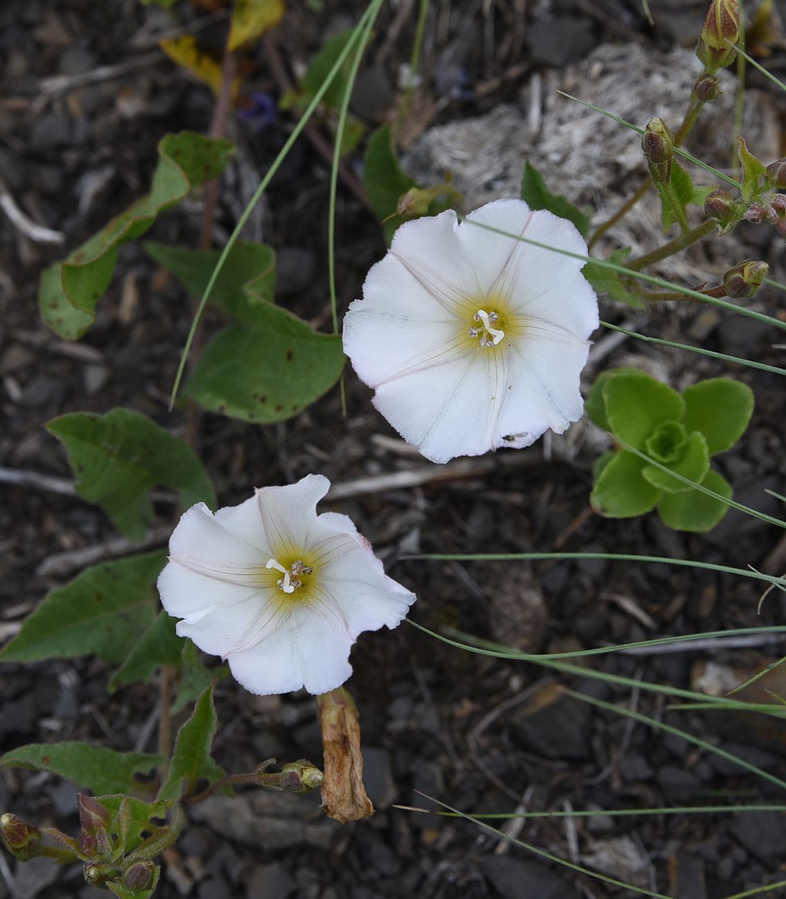 Изображение особи Convolvulus arvensis.