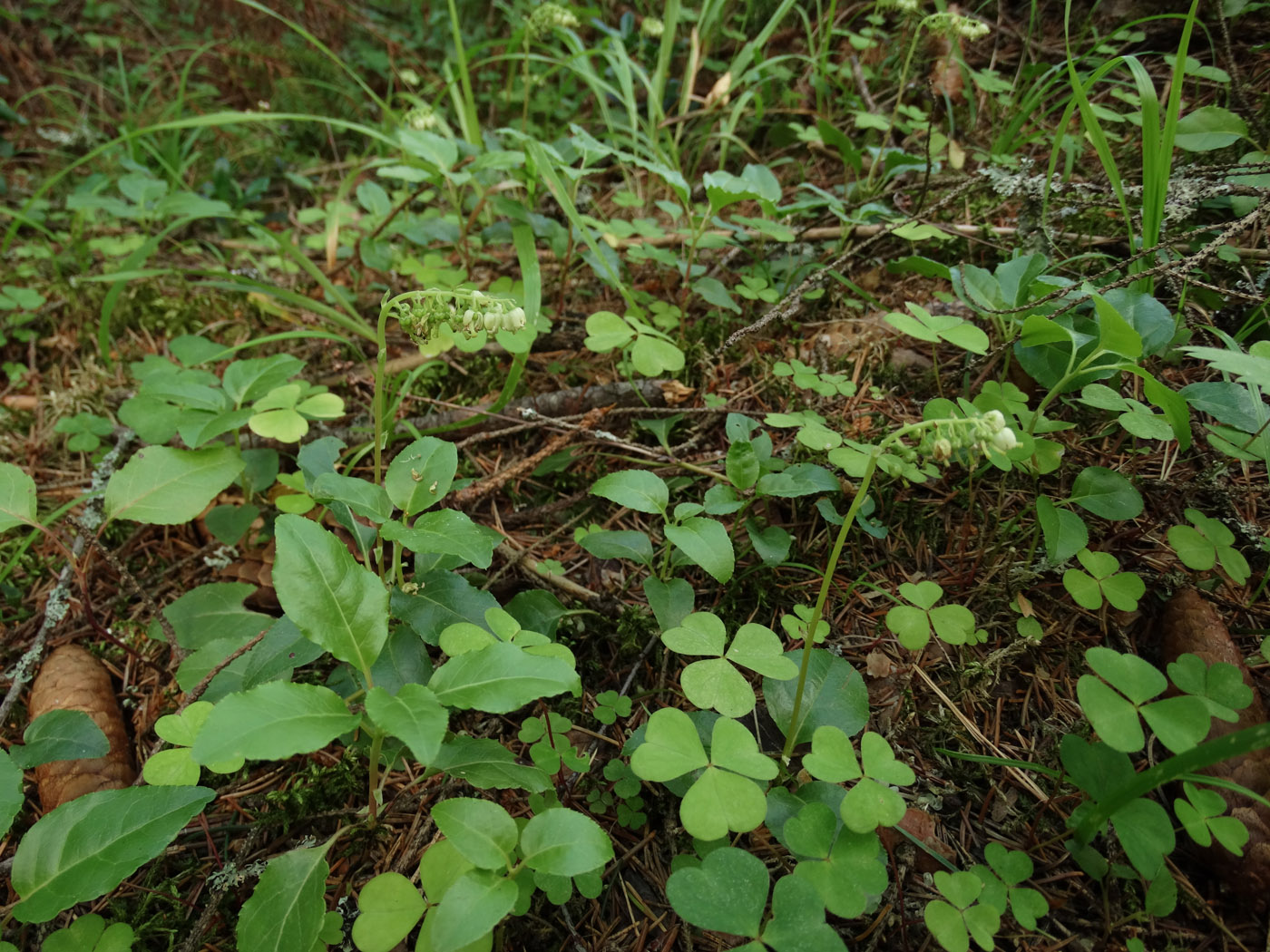 Изображение особи Orthilia secunda.