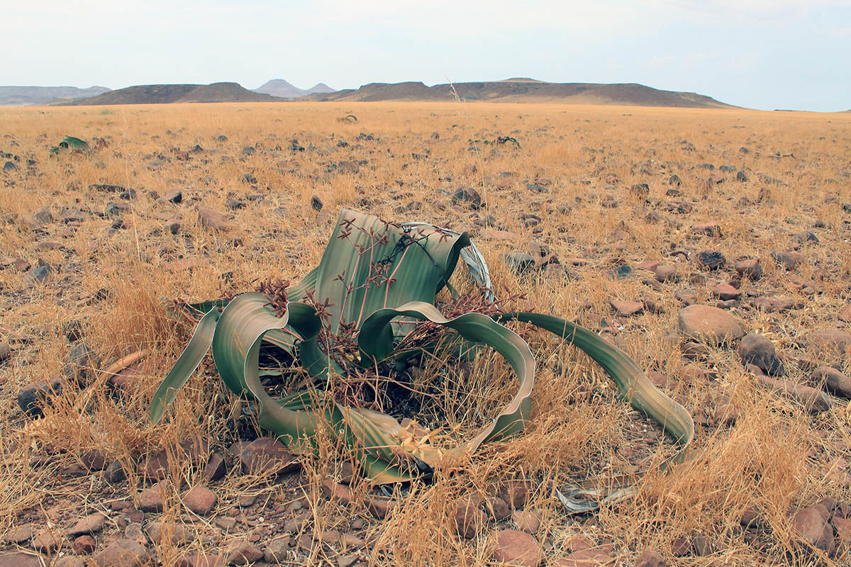 Изображение особи Welwitschia mirabilis.