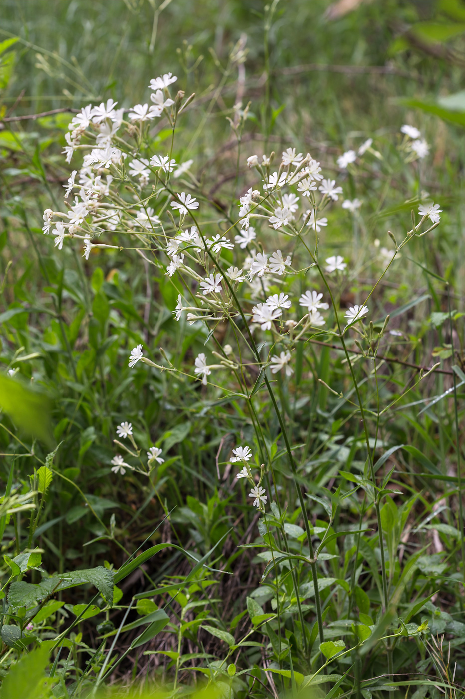 Изображение особи Silene italica.