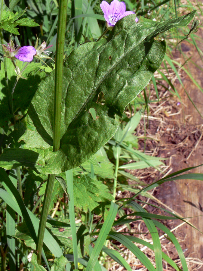 Изображение особи Rumex thyrsiflorus.