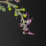 Fumaria densiflora. Верхушка соцветия с созревающими плодами. Израиль, Иудейские горы, округ Гуш Эцион, верхняя часть склона к долине нахаль Нееманим. 04.04.2022.