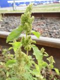 Amaranthus retroflexus. Верхушка цветущего растения. Московская обл., ГО Подольск, мкр-н Климовск, балласт железной дороги. 05.09.2022.