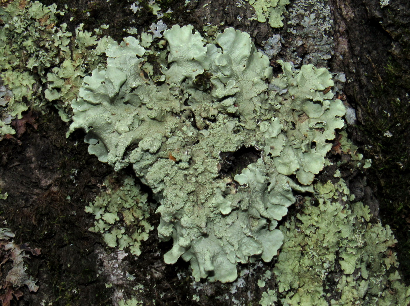 Image of Flavoparmelia caperata specimen.