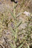 Perovskia angustifolia
