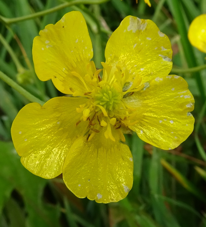 Image of genus Ranunculus specimen.