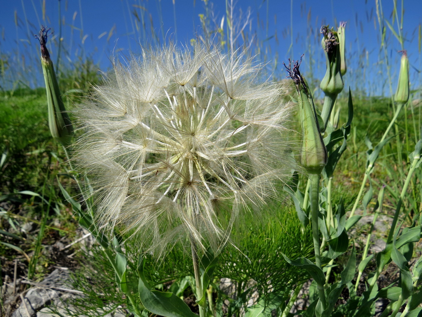 Image of Tragopogon marginifolius specimen.