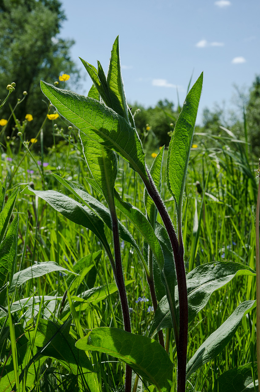 Изображение особи Centaurea pseudophrygia.