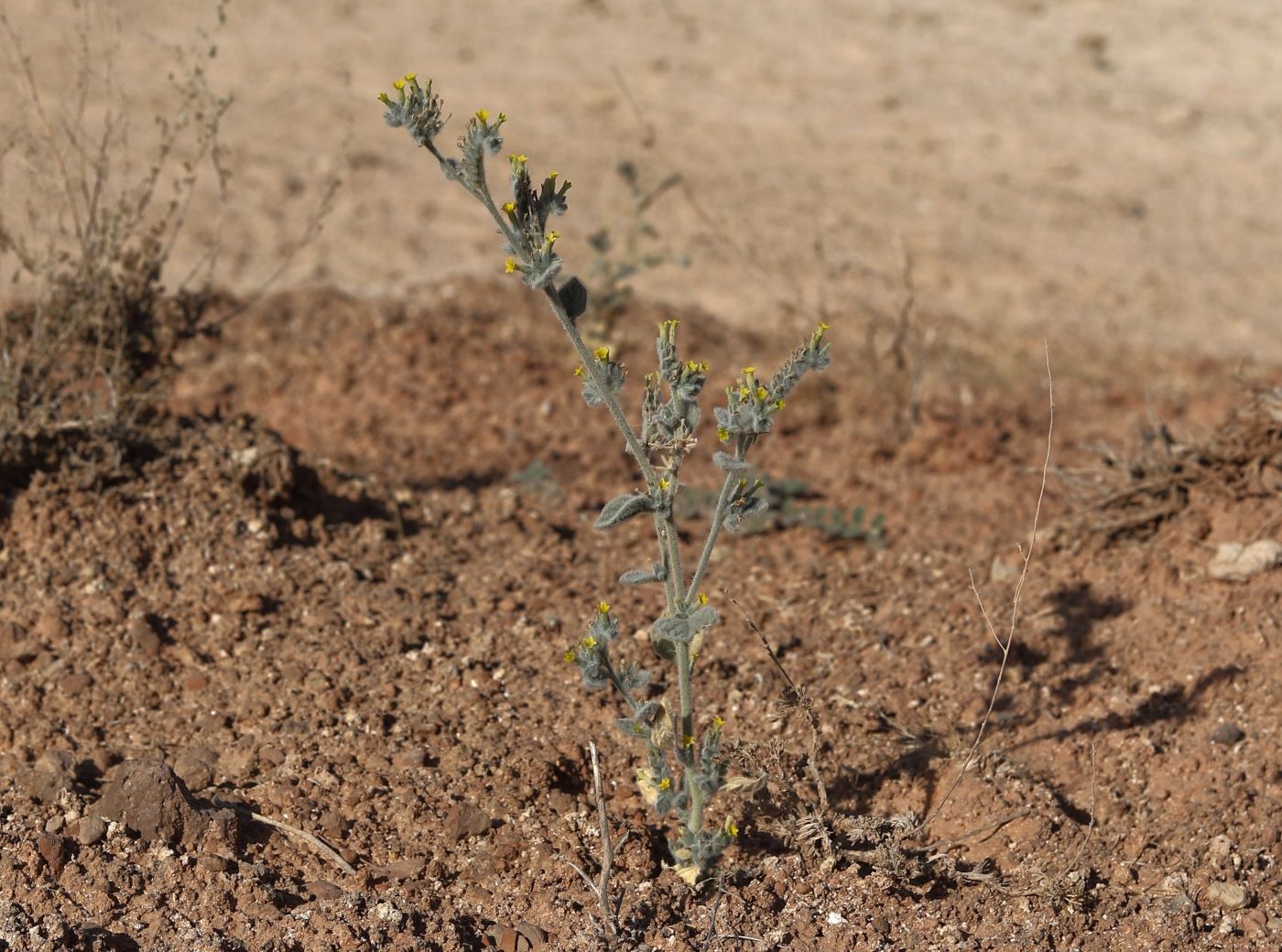 Image of Heliotropium biannulatiforme specimen.