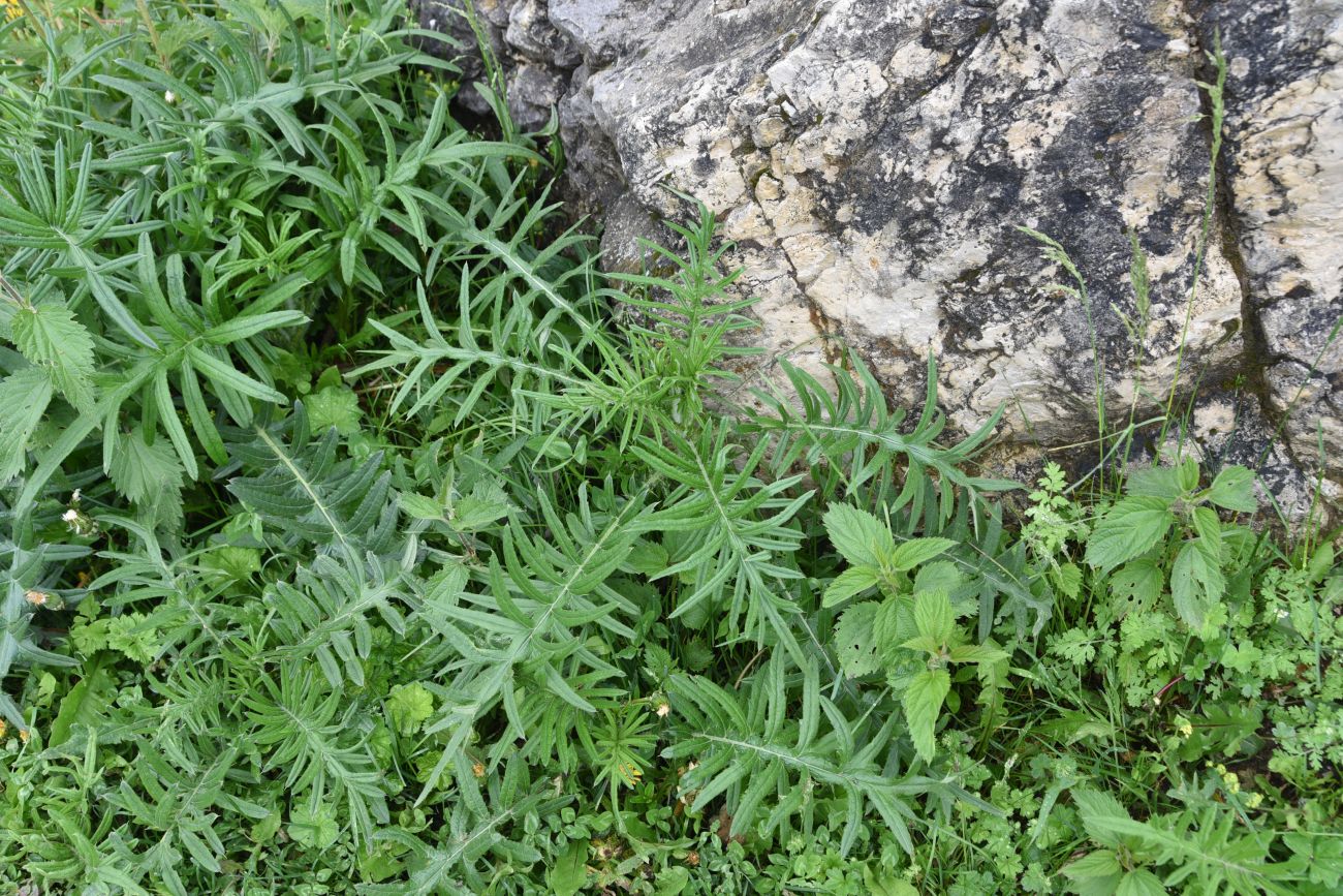 Image of genus Cirsium specimen.