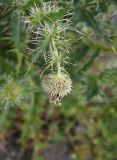 Cirsium echinus