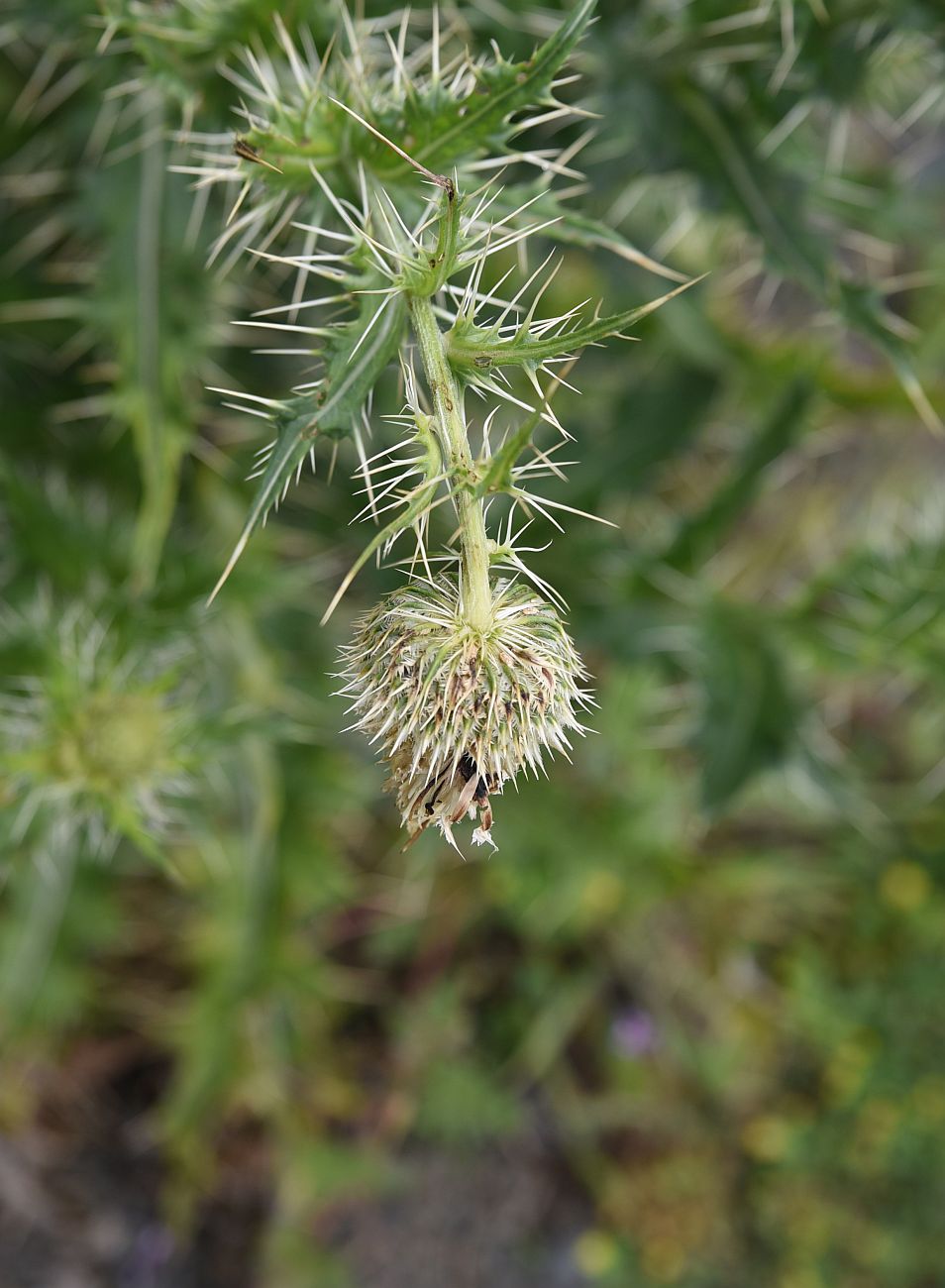 Изображение особи Cirsium echinus.