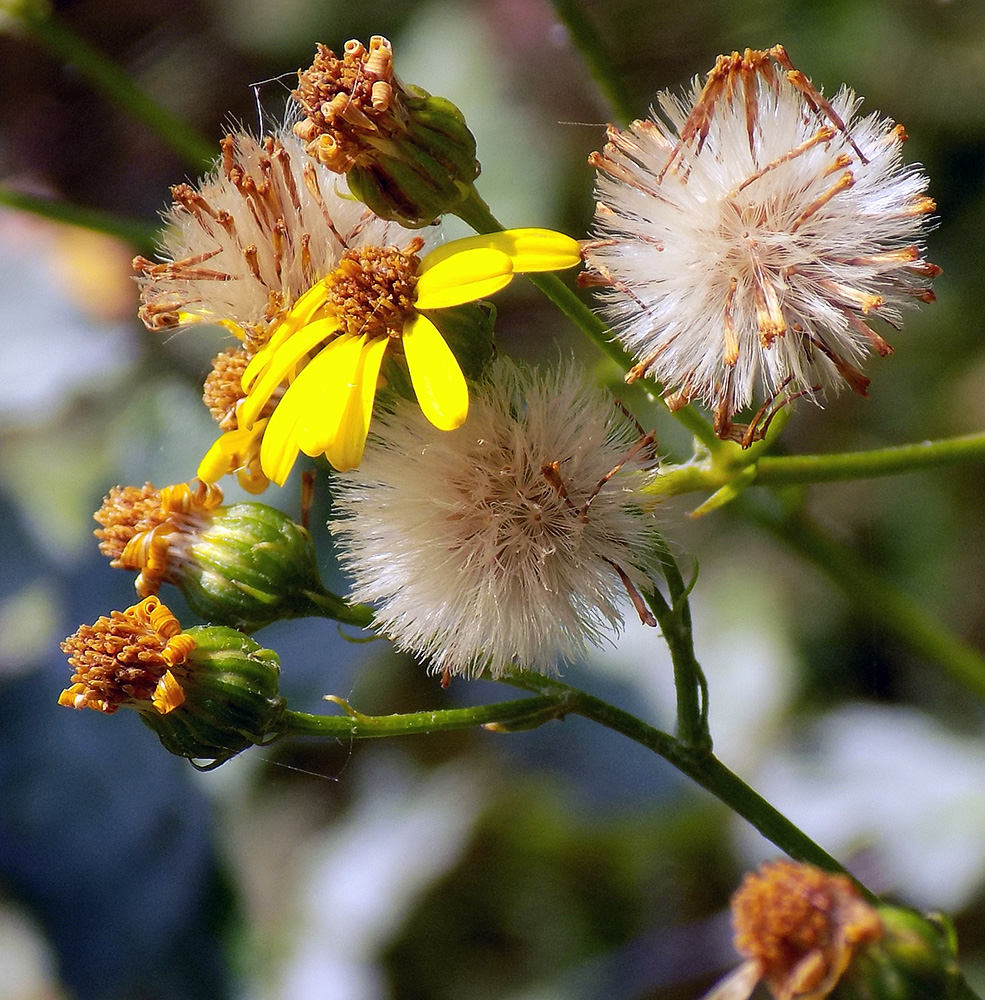 Изображение особи Senecio grandidentatus.