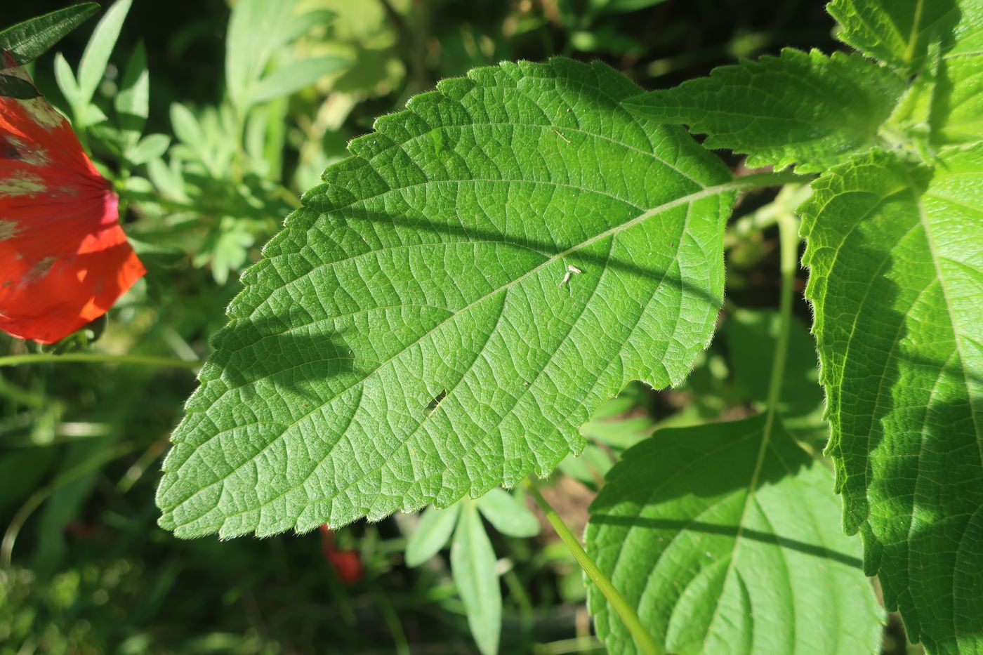 Image of Salvia hispanica specimen.