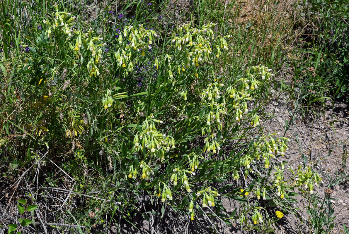 Image of Onosma sericea specimen.