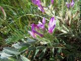 Astragalus sareptanus