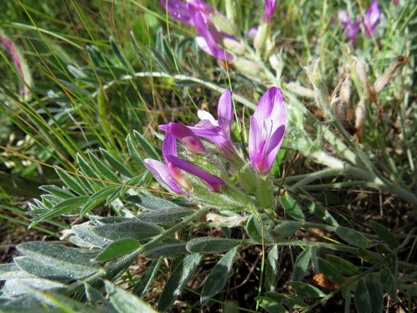 Image of Astragalus sareptanus specimen.