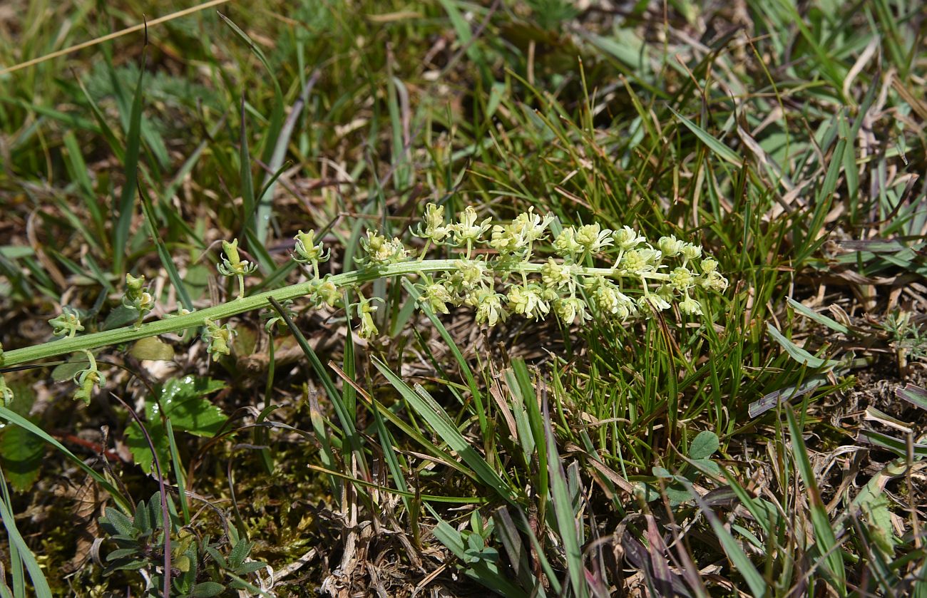 Image of Reseda lutea specimen.