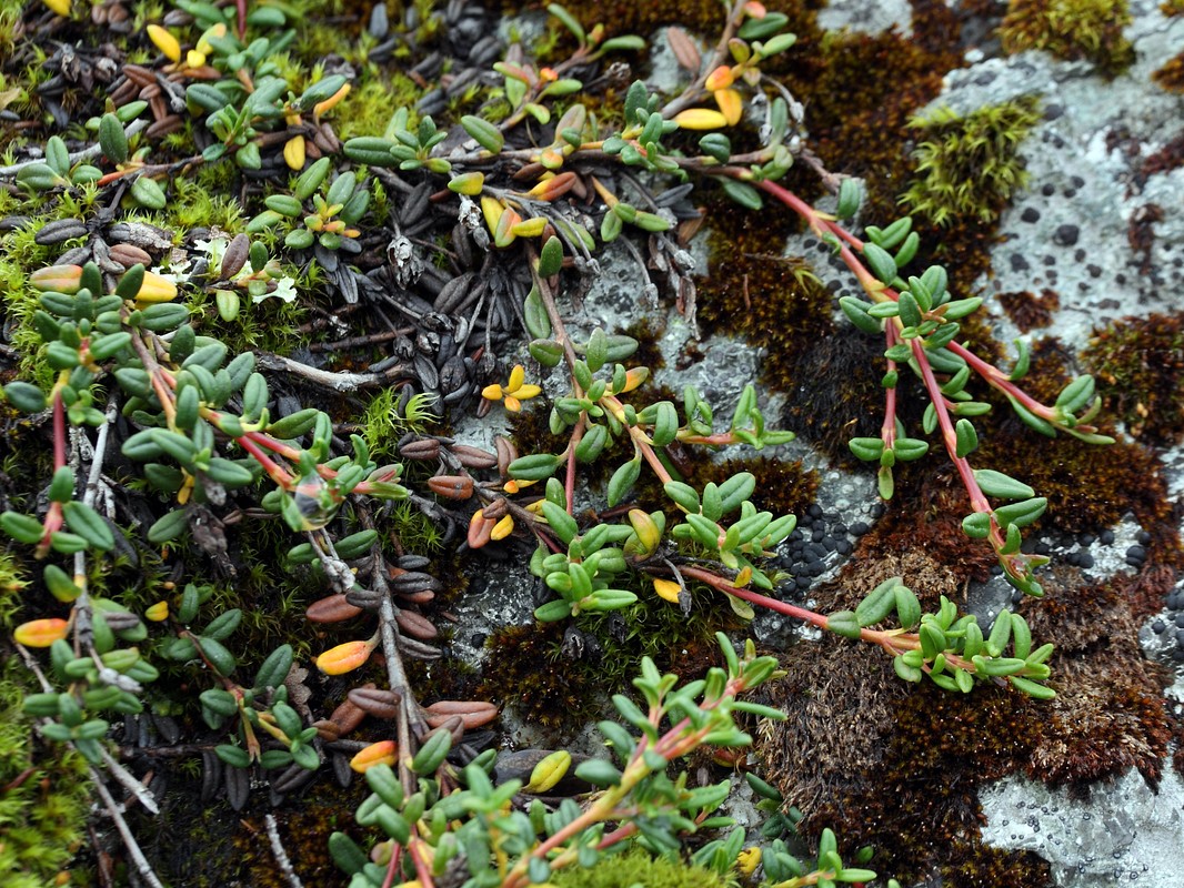 Изображение особи Loiseleuria procumbens.