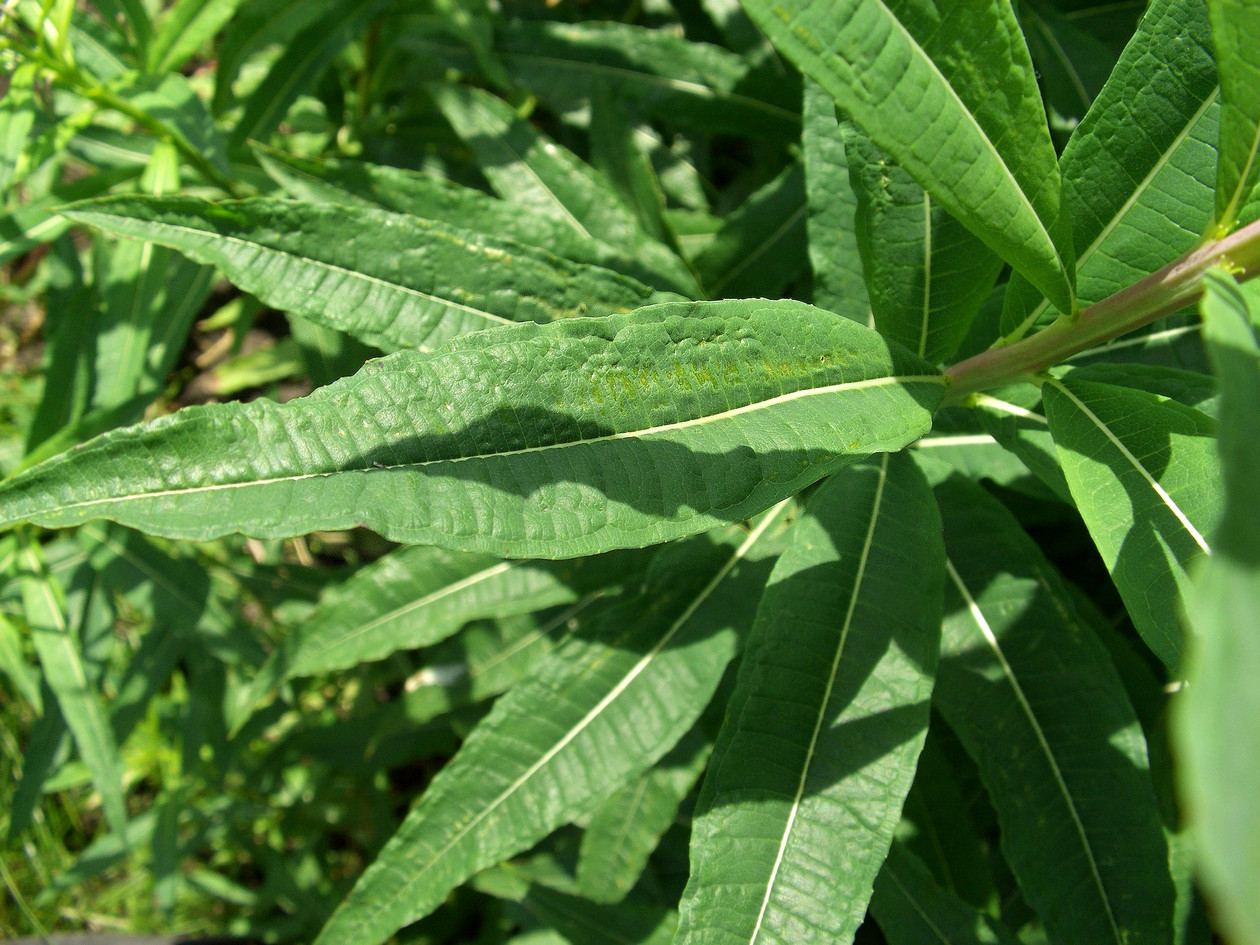 Image of Chamaenerion angustifolium specimen.