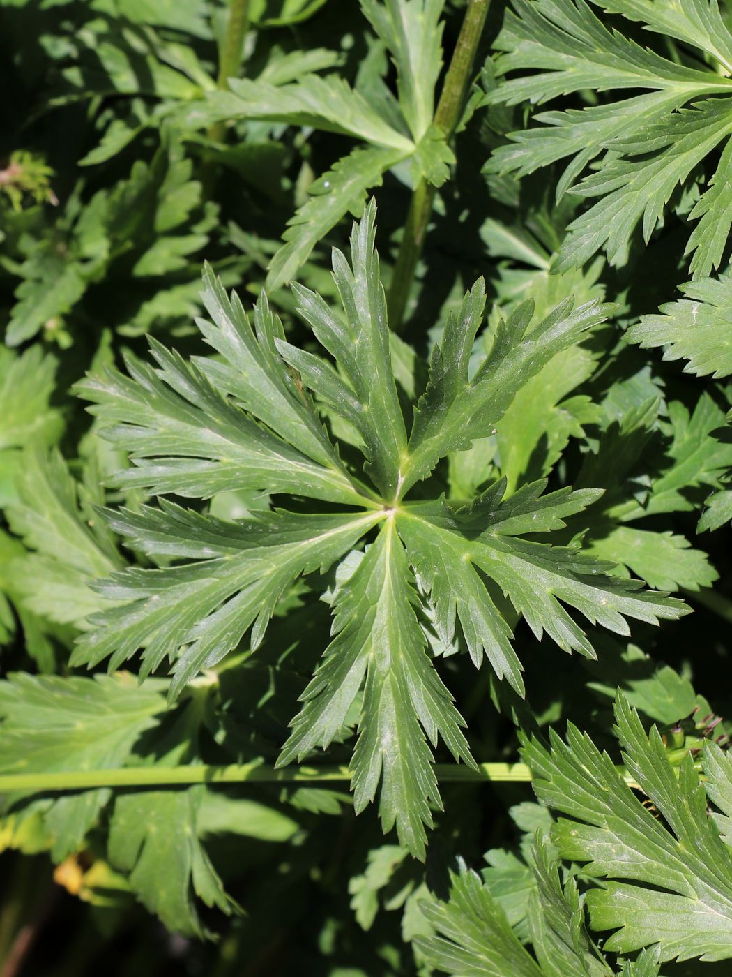 Image of Trollius altaicus specimen.