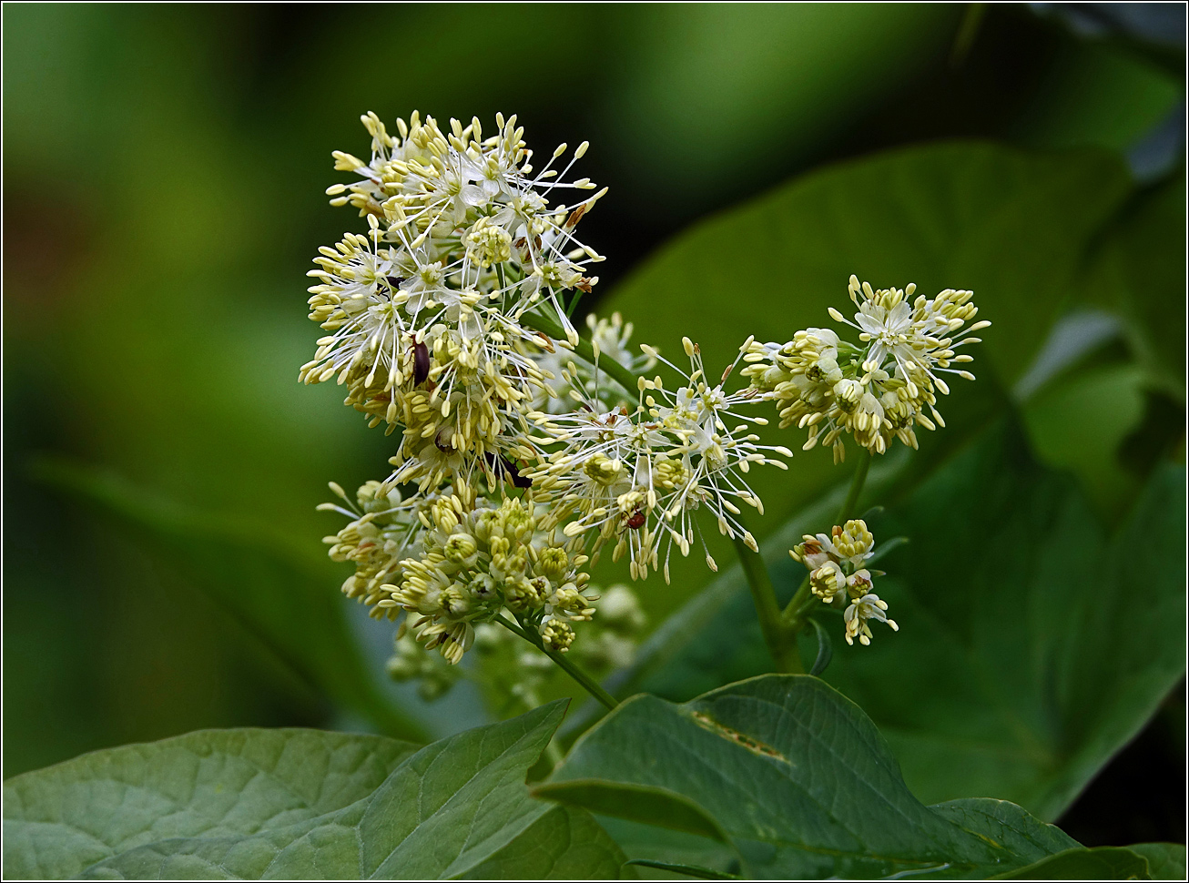 Image of Thalictrum lucidum specimen.