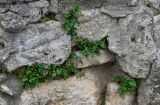 Asplenium ruta-muraria. Вегетирующие растения. Грузия, Имеретия, монастырь Моцамета, на каменной стене. 14.06.2023.