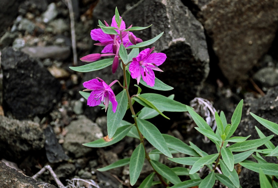 Image of Chamaenerion latifolium specimen.