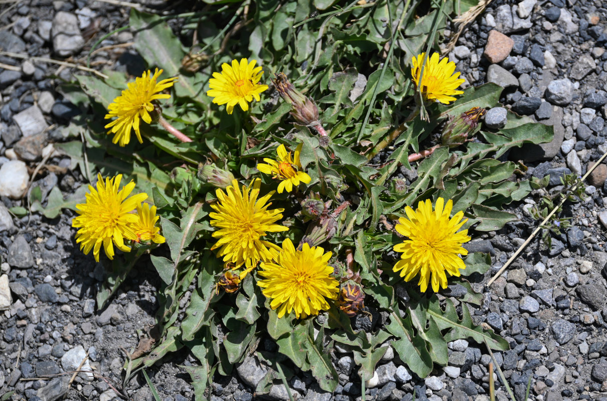 Image of genus Taraxacum specimen.