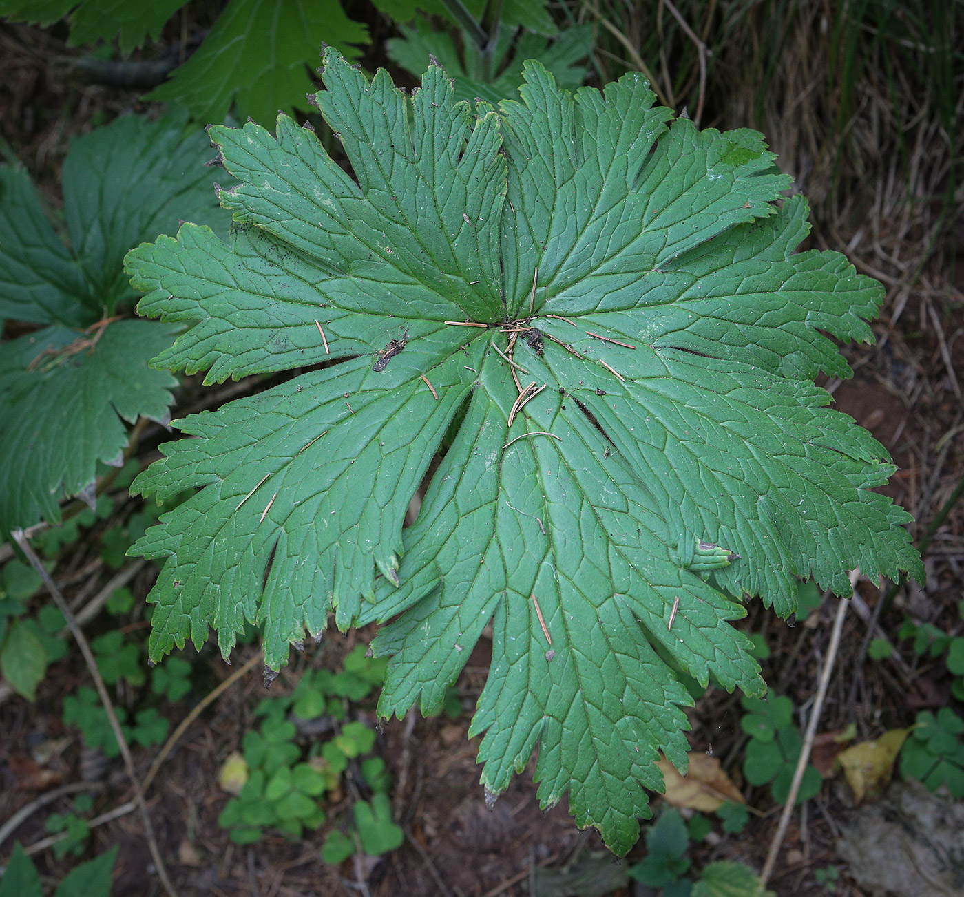 Изображение особи Aconitum septentrionale.