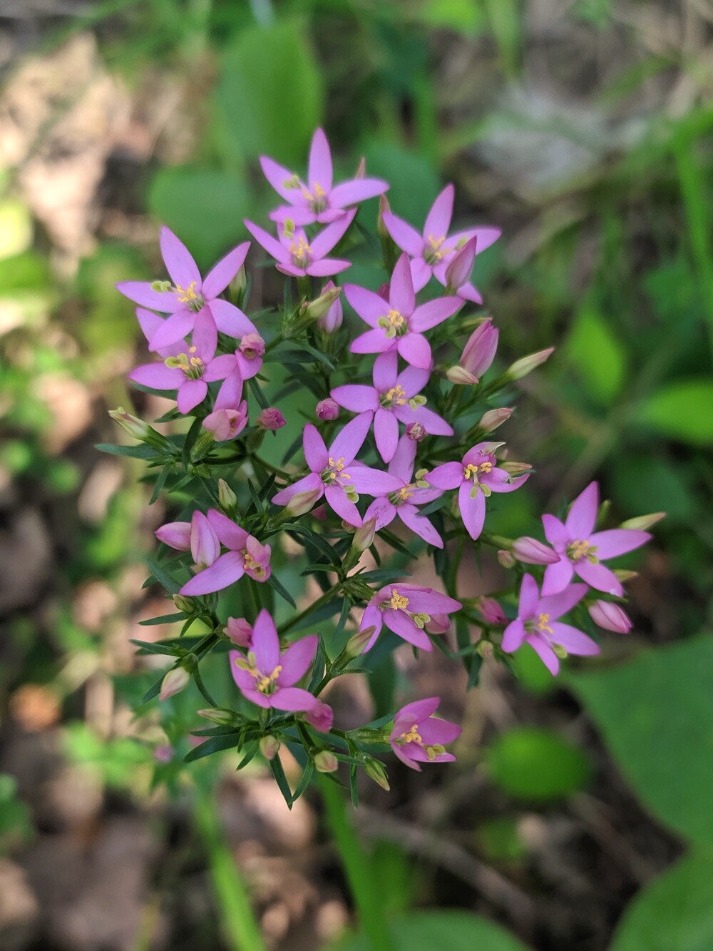 Image of Centaurium erythraea specimen.