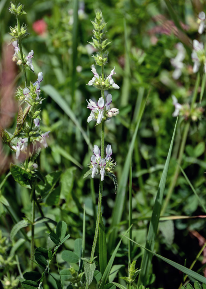 Изображение особи Stachys pubescens.