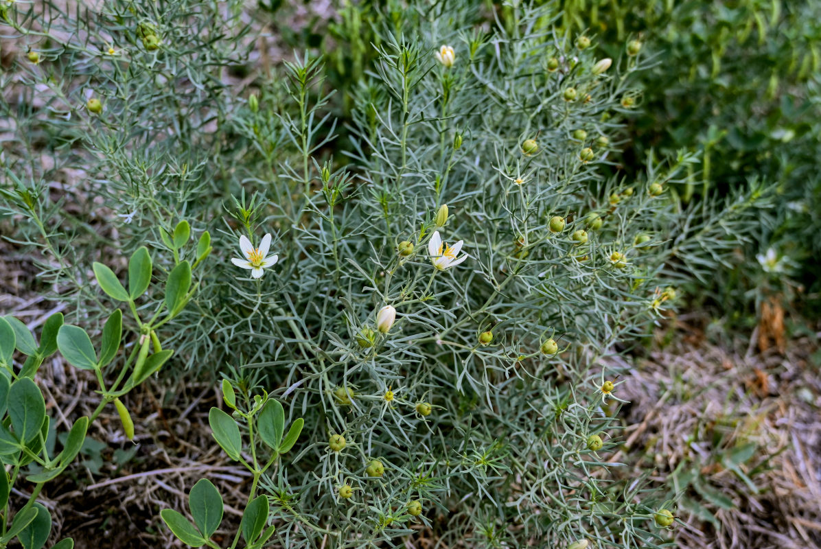 Image of Peganum harmala specimen.