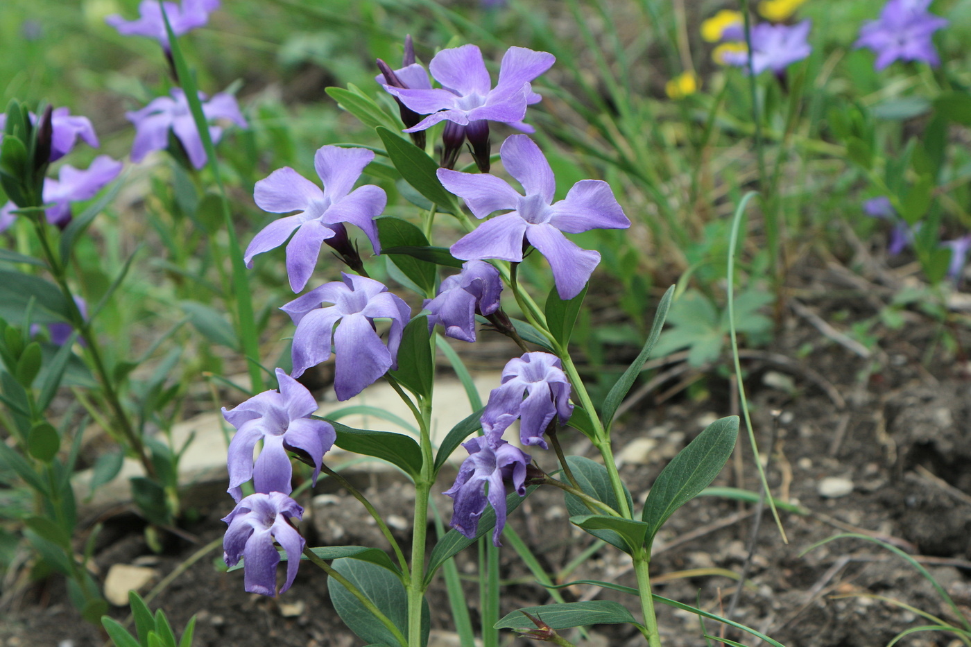 Изображение особи Vinca herbacea.