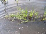 Scirpus radicans