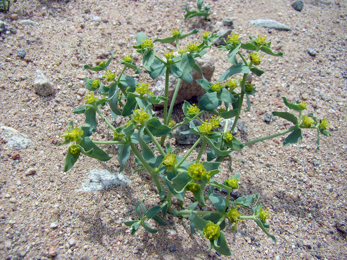 Image of Euphorbia tranzschelii specimen.